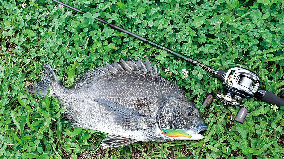 東京都／旧江戸川 ハードルアーで釣る河川のクロダイ（チヌ） その3（全3回） | 全国おすすめ釣り場